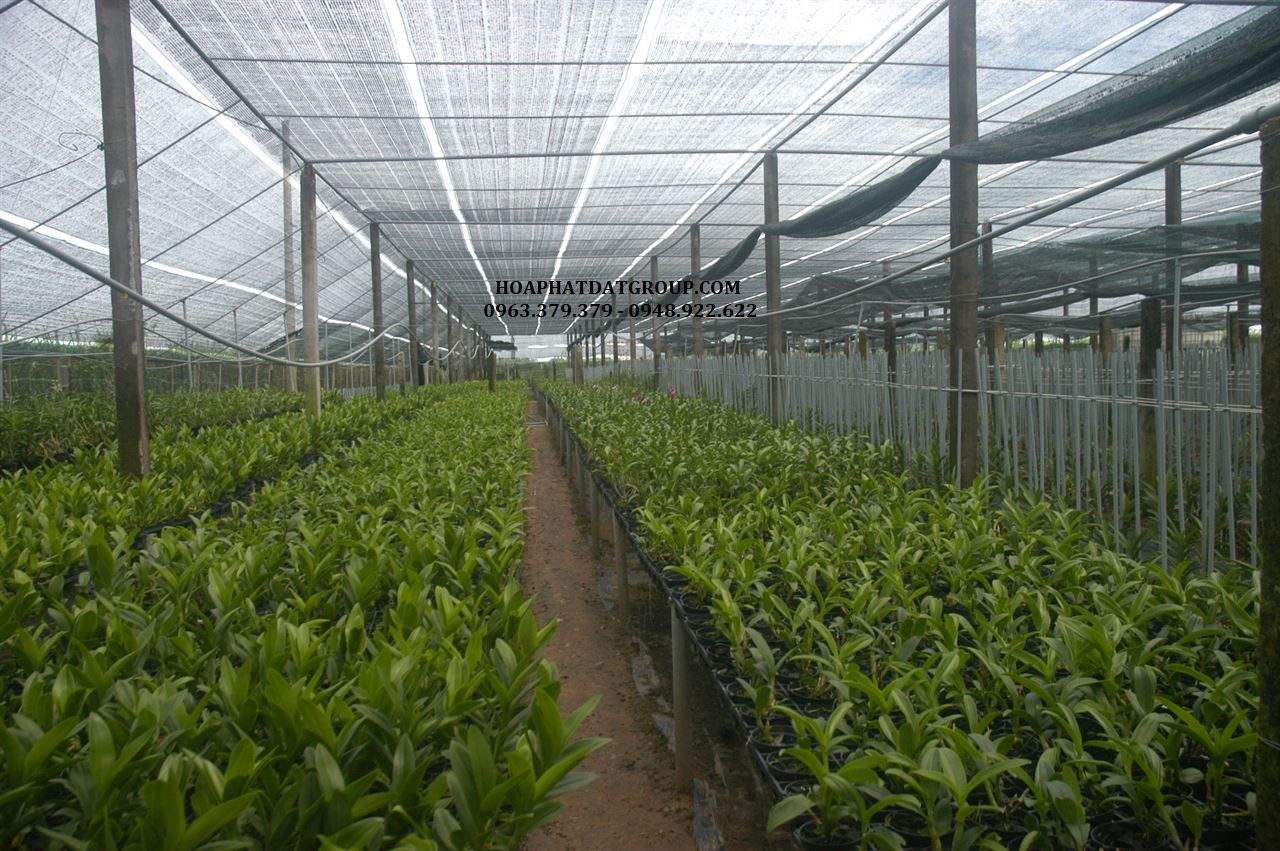 Lưới lan che nắng bảo vệ cây trồng
